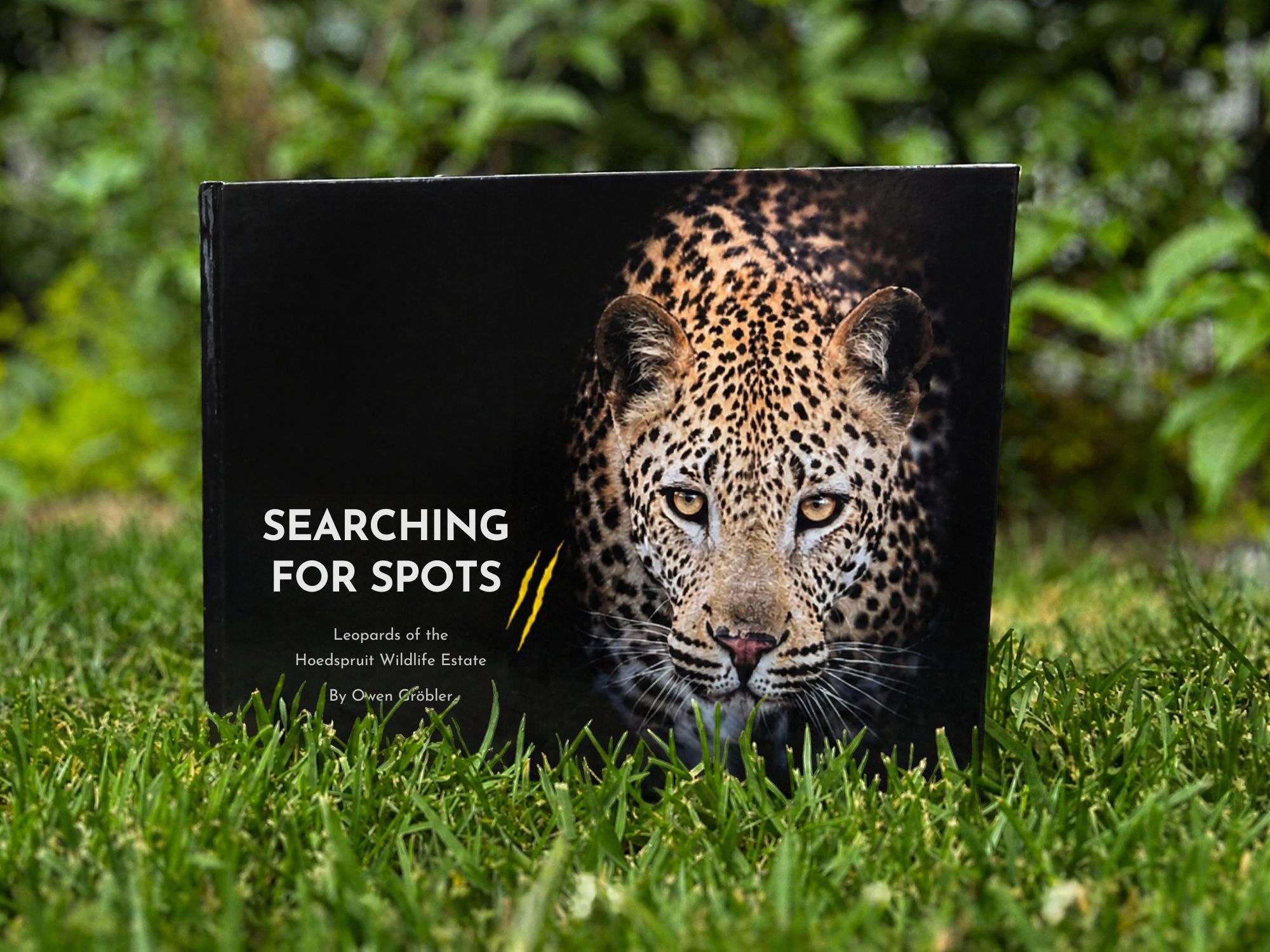Searching for Spots 2 - Leopards of the Hoedspruit Wildlife Estate